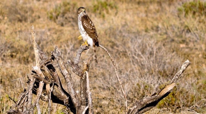 El Estribo hunting and fishing ranch in Texas and Mexico