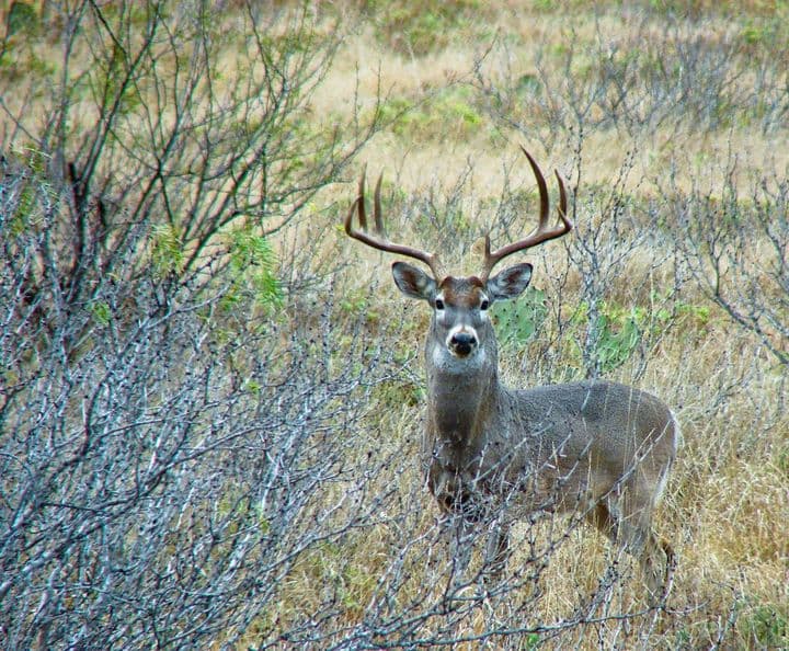 El Estribo hunting and fishing ranch in Texas and Mexico