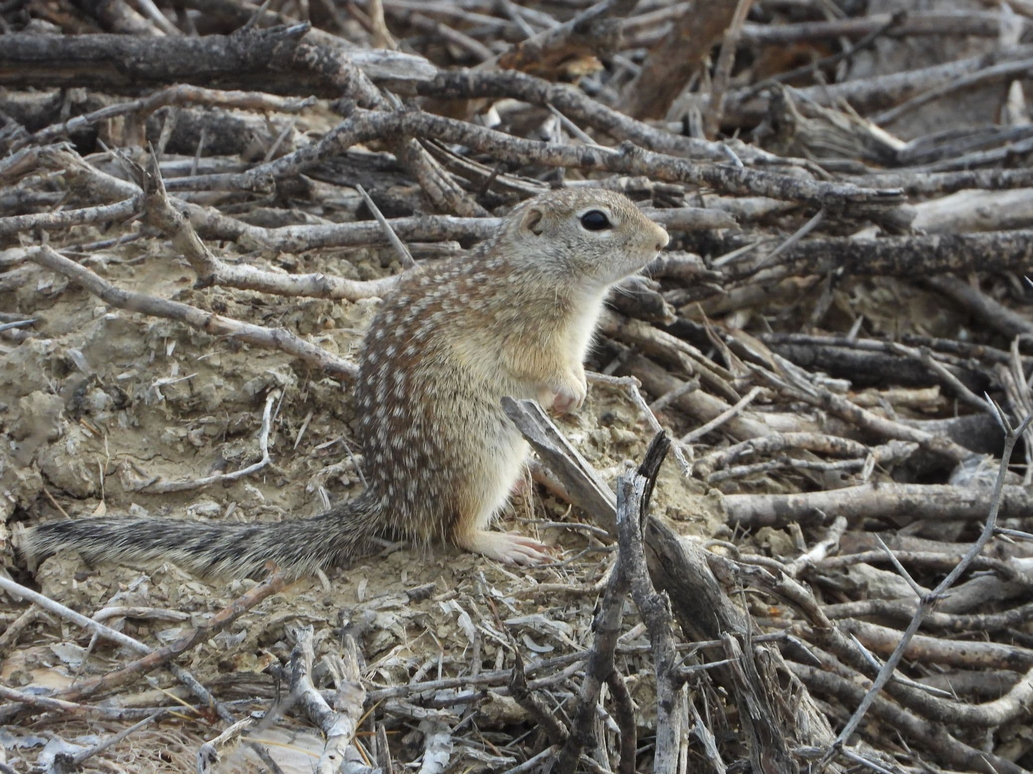 El Estribo hunting and fishing ranch in Texas and Mexico