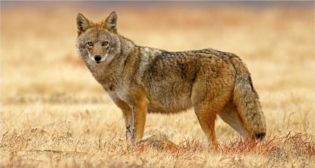 Coyote hunting at El Estribo Ranch in Texas