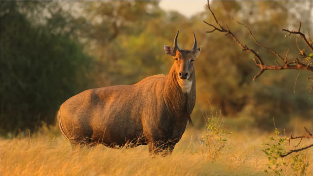 Nilgai hunting at El Estribo Ranch in Texas