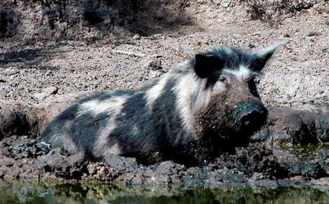 Wild Boar hunting at El Estribo Ranch in Texas