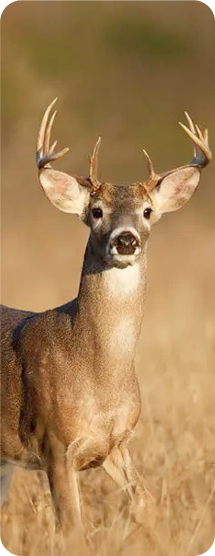 A majestic deer with impressive antlers standing in a sunlit field, showcasing wildlife in its natural habitat.