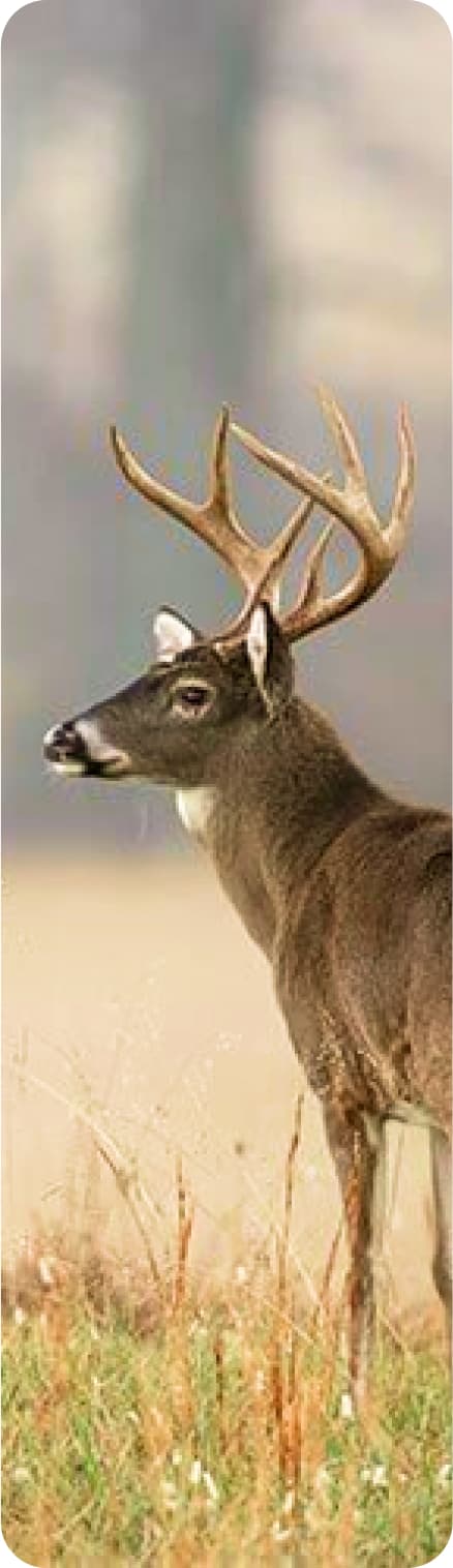 Deer with prominent antlers surrounded by green vegetation, attentively observing its environment.