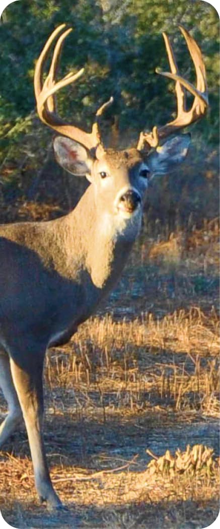 Young, slender deer in a clearing, with a steady gaze and upright posture, highlighting its elegance.