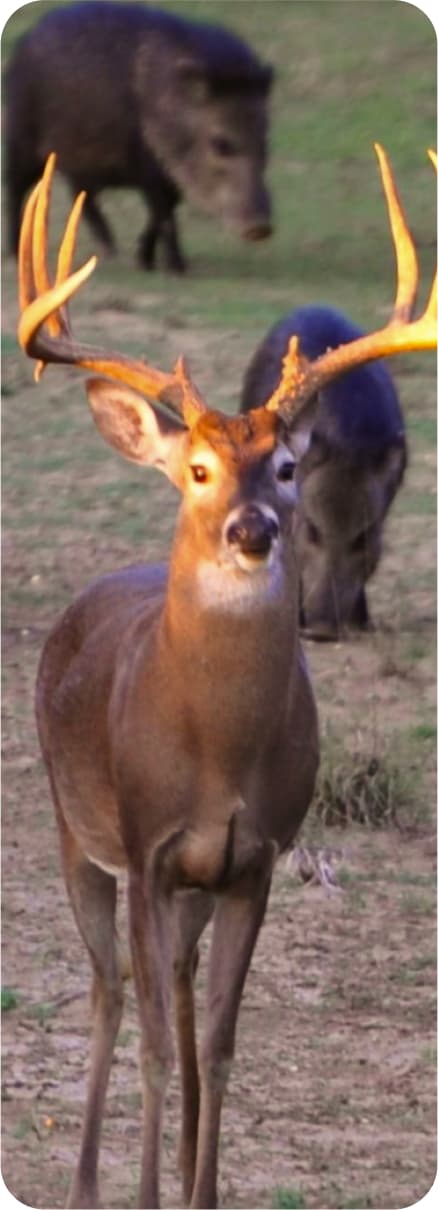 Profile view of a deer with impressive antlers, posing in an autumn landscape that highlights its majestic appearance.