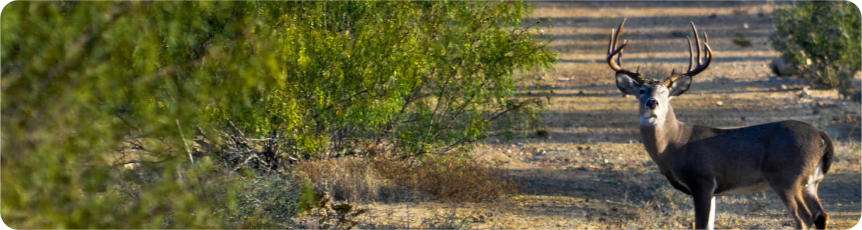 Panoramic view of an area with low vegetation, dirt roads and parked off-road vehicles, highlighting exploration at El Estribo.