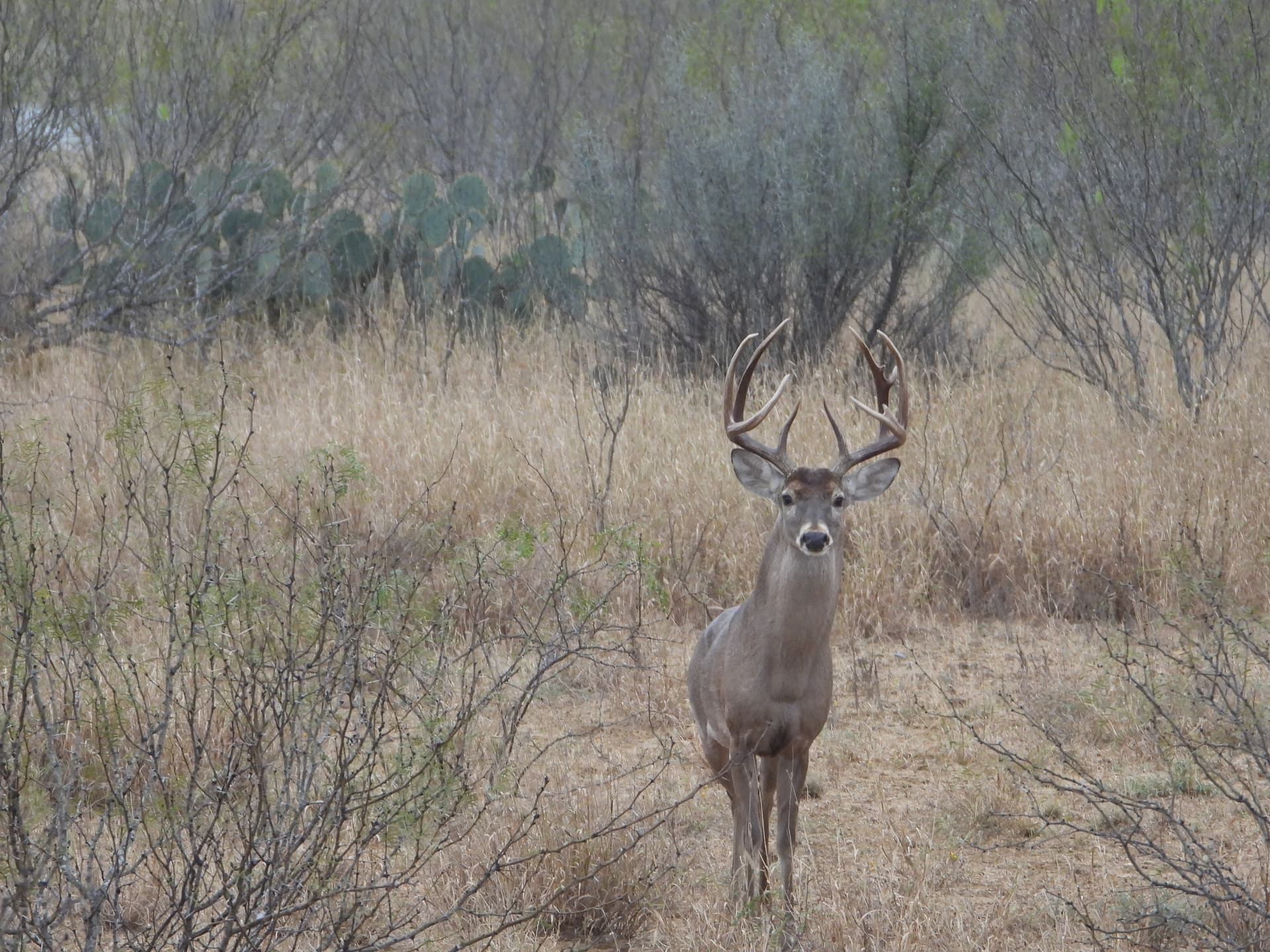 Two hunters with their freshly harvested deer at El Estribo Ranch.