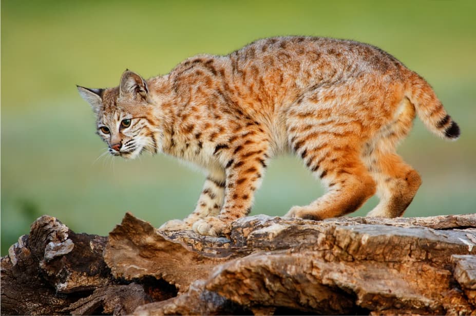 Bobcat hunting at El Estribo Ranch in Texas