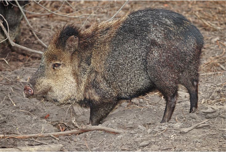 Javelina hunting at El Estribo Ranch in Texas