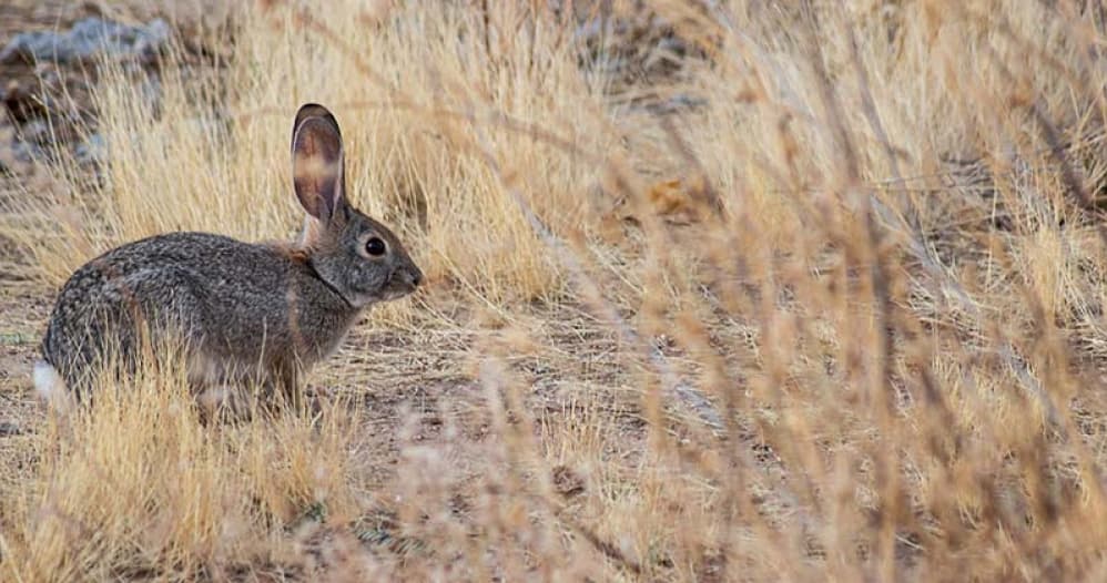 Rabbit hunting at El Estribo Ranch in Texas